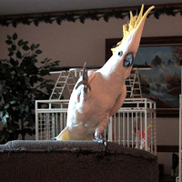 Snowball en acción